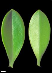 Veronica canterburiensis. Leaf surfaces, adaxial (left) and abaxial (right). Scale = 1 mm.
 Image: W.M. Malcolm © Te Papa CC-BY-NC 3.0 NZ